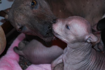 Sweety Punk - Ce 23 mai 2011 nos bébés ont 2 semaines !