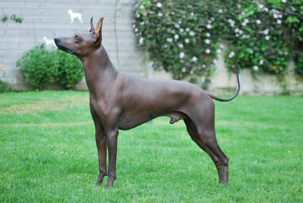 Accueil - Elevage Sweety Punk - eleveur de chiens Chien nu du Pérou